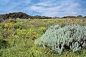 Selinunte the Acropolis, mediterranean vegetation